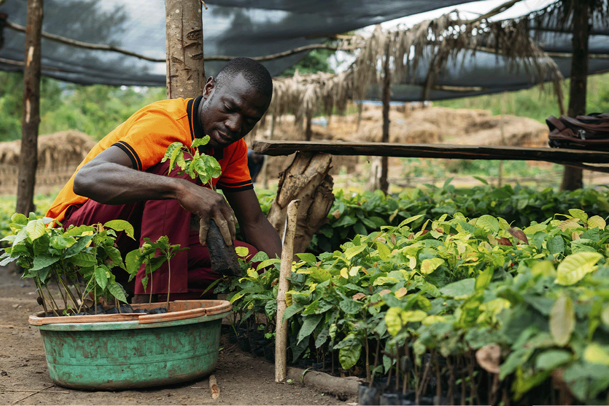 Final validation received for Bulindi Chimpanzee Habitat Restoration Project_DGB team member working in a tree seedling nursery_visual 3