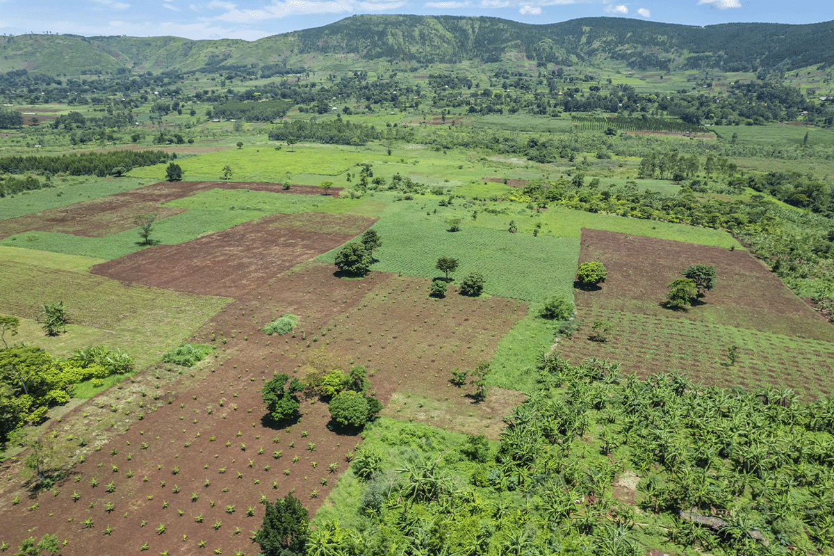 Final validation received for Bulindi Chimpanzee Habitat Restoration Project_Drone photo of forested land in Uganda_visual 2