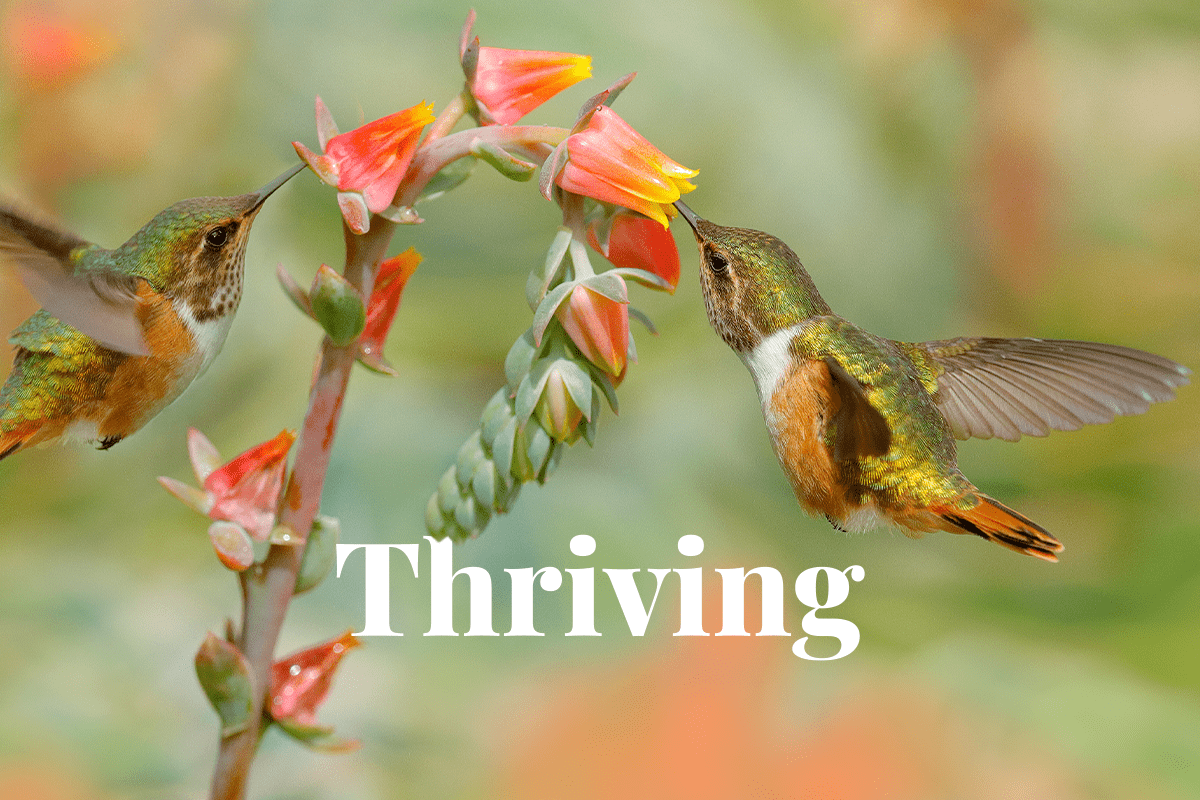 Flexibility and transparency are key for a thriving biodiversity market_hummingbird picking up nectar from a flower in Costa Rica_visual 1