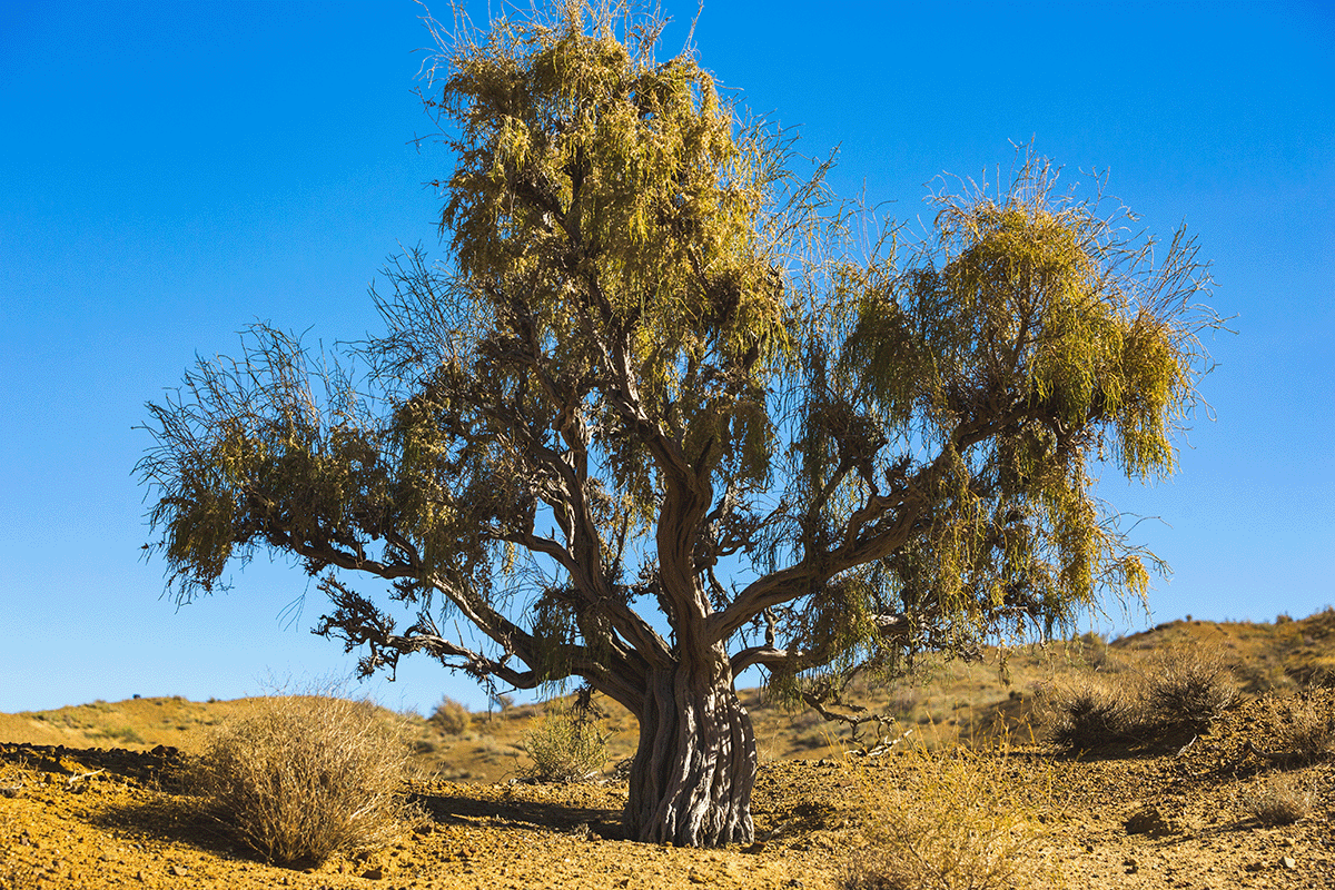 From dust to lush_ the revitalisation of Lake Arals banks_Saxaul tree in Altyn Emel park, Kazakhstan_visual 2