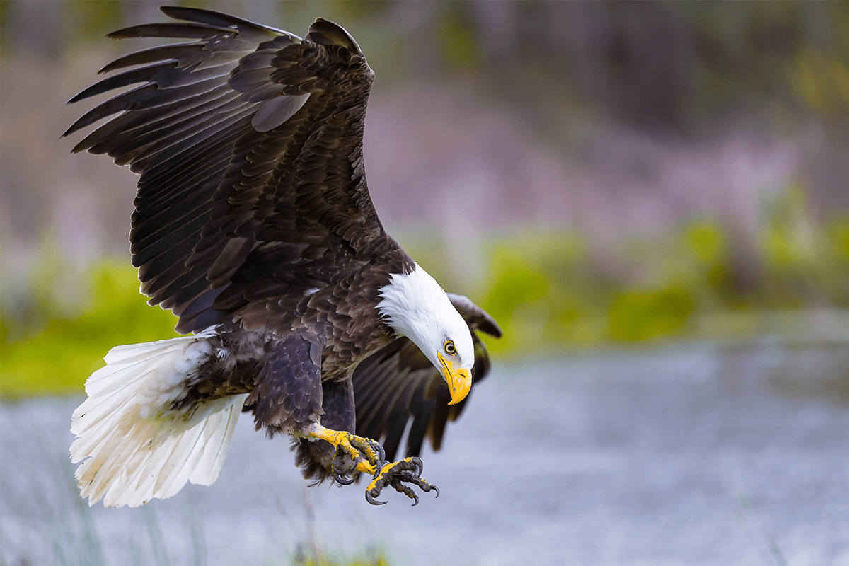 From the Brink of Extinction_ Four Endangered Species That Made a Comeback - Endangered species + vital habitats pillar_visual 2