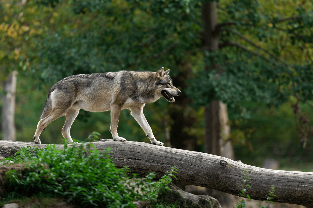 From the Brink of Extinction_ Four Endangered Species That Made a Comeback - Endangered species + vital habitats pillar_visual 3