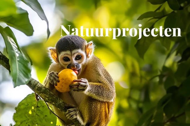 Google partners with Brazilian startup for forest carbon credits_Squirrel monkey eating fruit on a tree branch in the Amazon rainforest_visual 1 NL