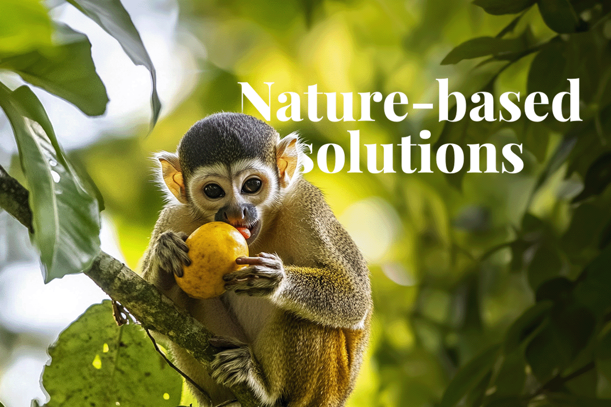 Google partners with Brazilian startup for forest carbon credits_Squirrel monkey eating fruit on a tree branch in the Amazon rainforest_visual 1