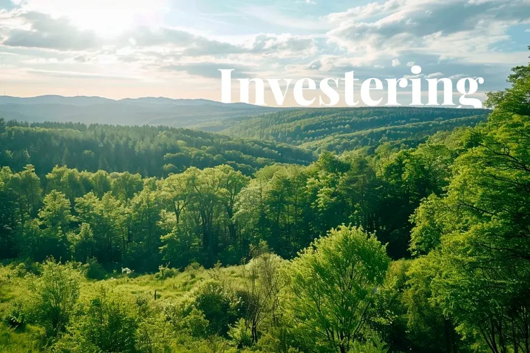 Googles $35 million venture into the carbon credit market_Landscape view of a deciduous forest_visual 1_NL (1)