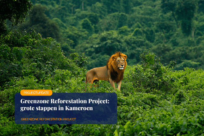 Greenzone Reforestation Project_ big steps in Cameroon_Male lion in the lush forest of the Congo Basin_visual 1-1