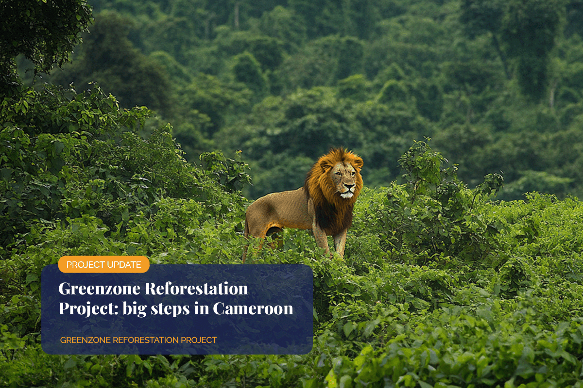 Greenzone Reforestation Project_ big steps in Cameroon_Male lion in the lush forest of the Congo Basin_visual 1