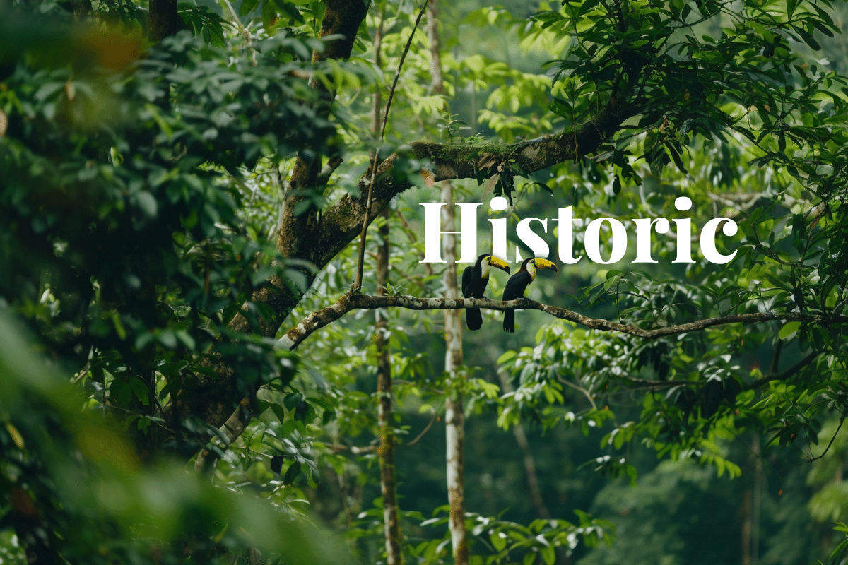 Historic carbon offset sale_ Microsoft acquires 8 million credits_Two toucans sitting on a tree branch in a Brazilian rainforest_visual 1