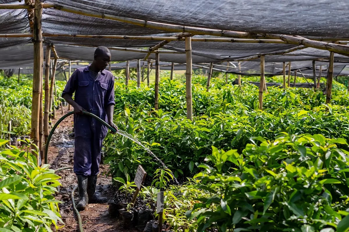 Hongera Reforestation Project achieves Verified Carbon Standard validation_press release_visual 1-1