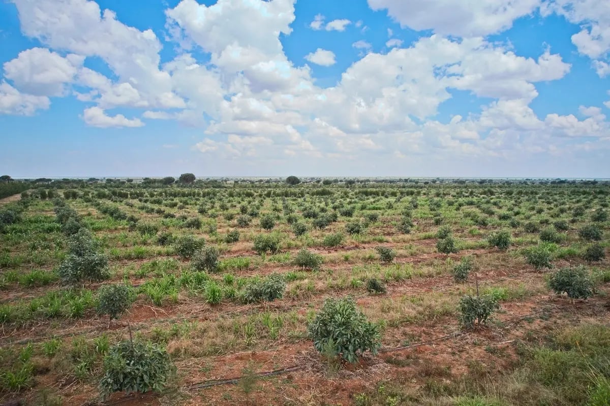 Hongera Reforestation Project achieves Verified Carbon Standard validation_press release_visual 3