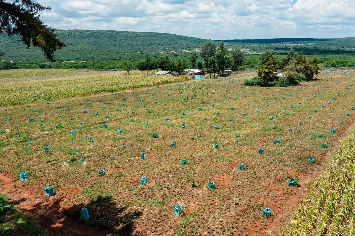 Hongera Reforestation Project achieves Verified Carbon Standard validation_press release_visual 9