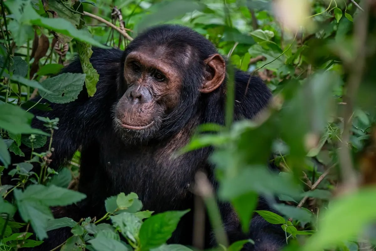 How Trumps comeback to the White House influences the carbon market_A close-up of a Bulindi chimpanzee in its natural habitat_visual 4