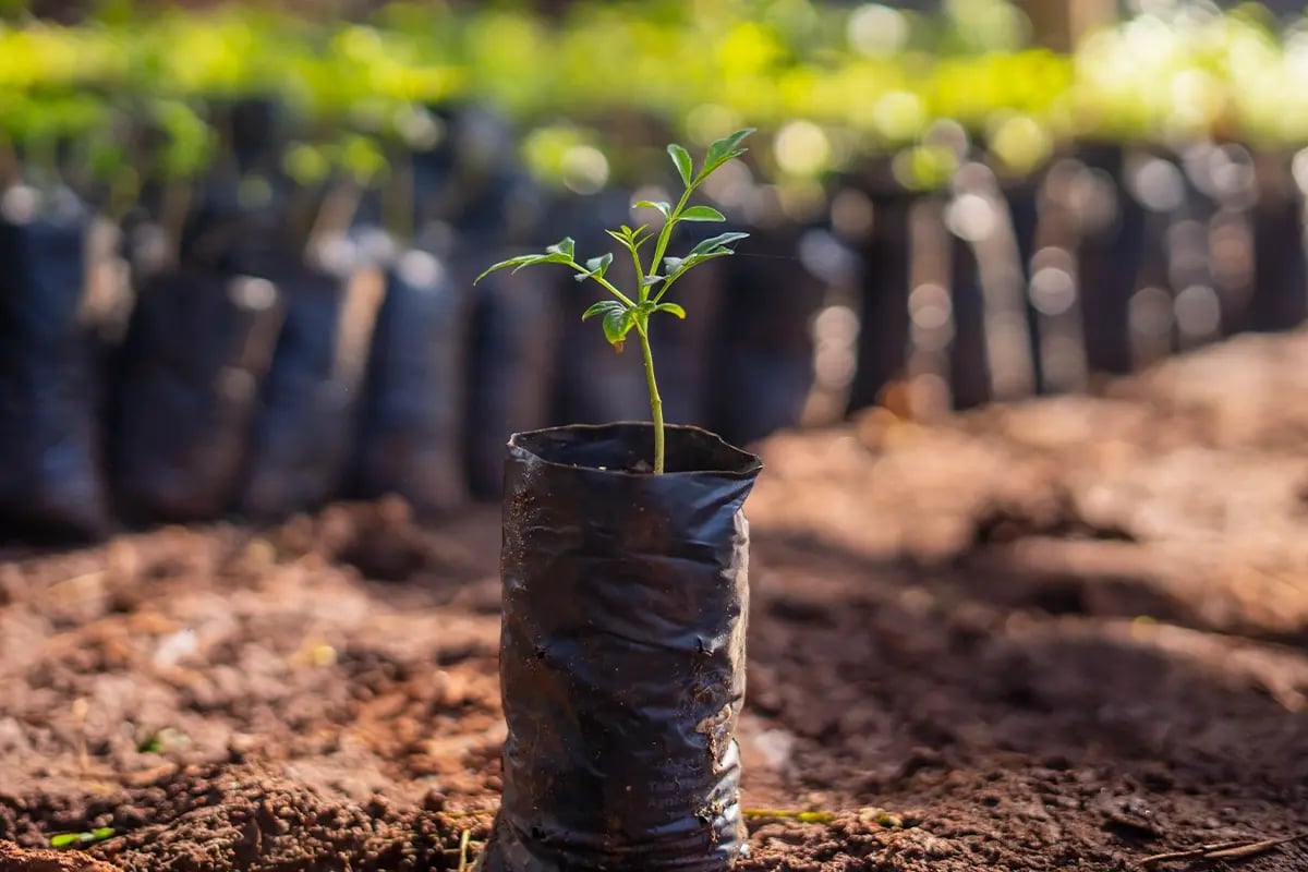 How Trumps comeback to the White House influences the carbon market_A close-up of a tree seedling in a tree nursery in Kenya_visual 7