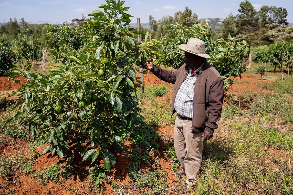 How Trumps comeback to the White House influences the carbon market_A farmer inspecting avocado trees_visual 5