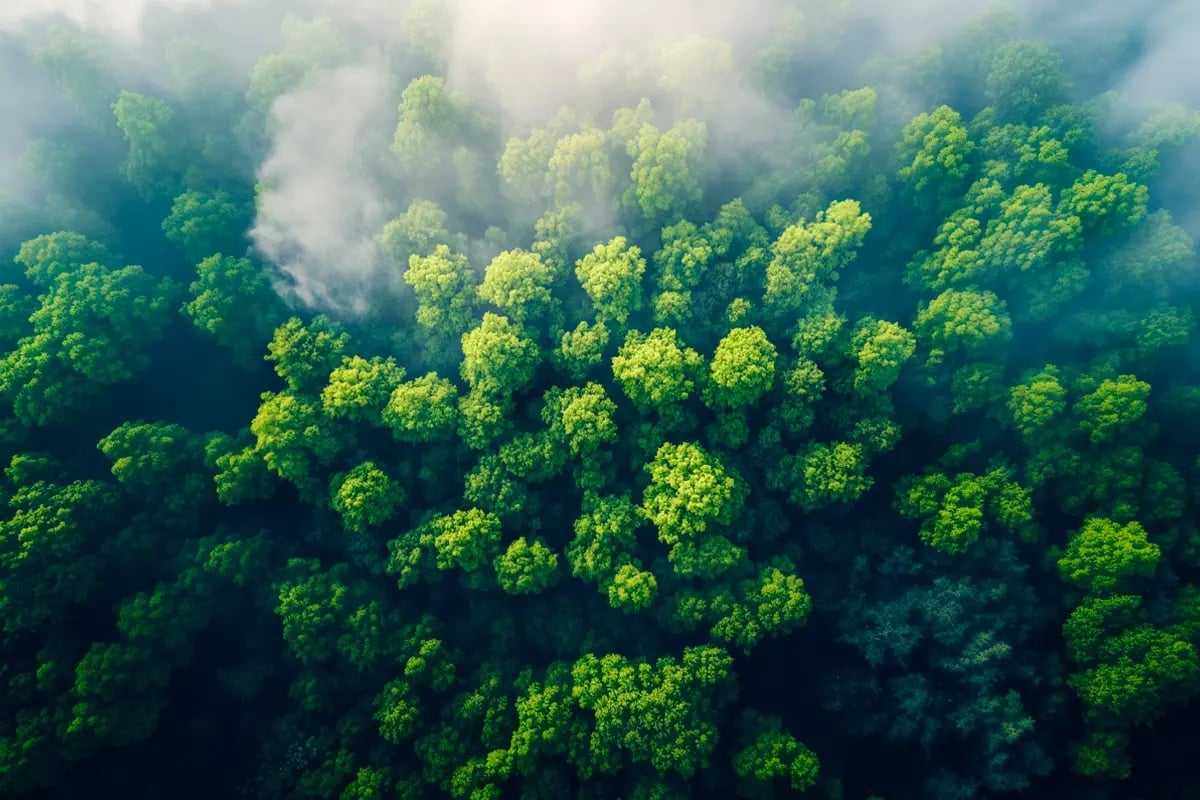 How Trumps comeback to the White House influences the carbon market_An aerial view of a vast, lush green forest_visual 2