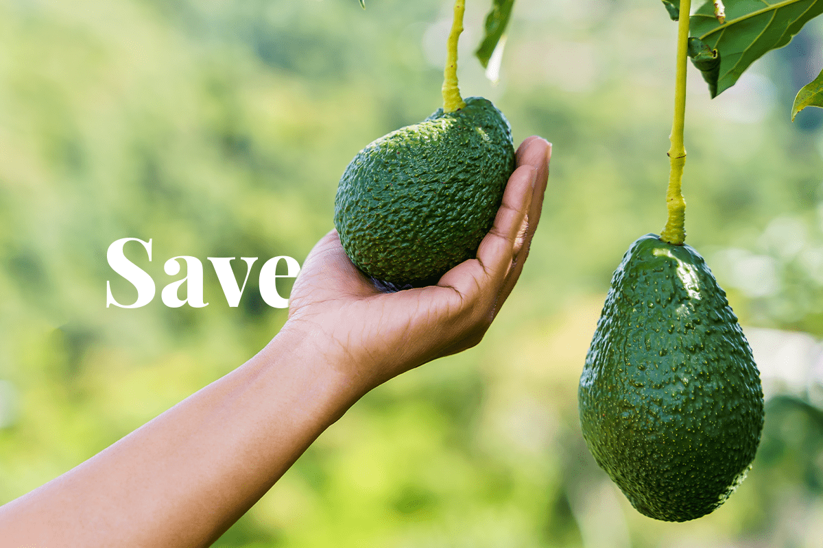 How a circular economy can save biodiversity_ Farmer picking fresh avocado in a garden_visual 1