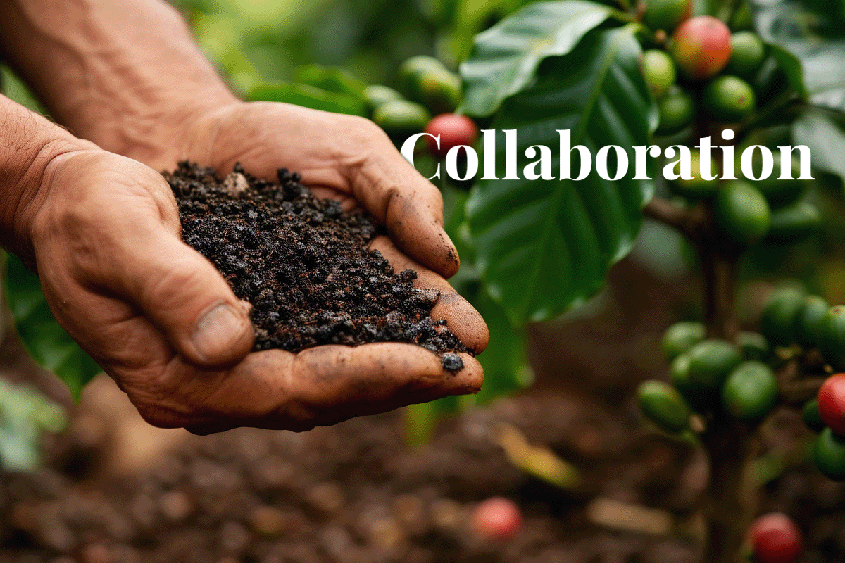 How biochar is changing coffee farming_Close up on mans hands holding a handful of a biochar, coffee bushes in the background_visual 1