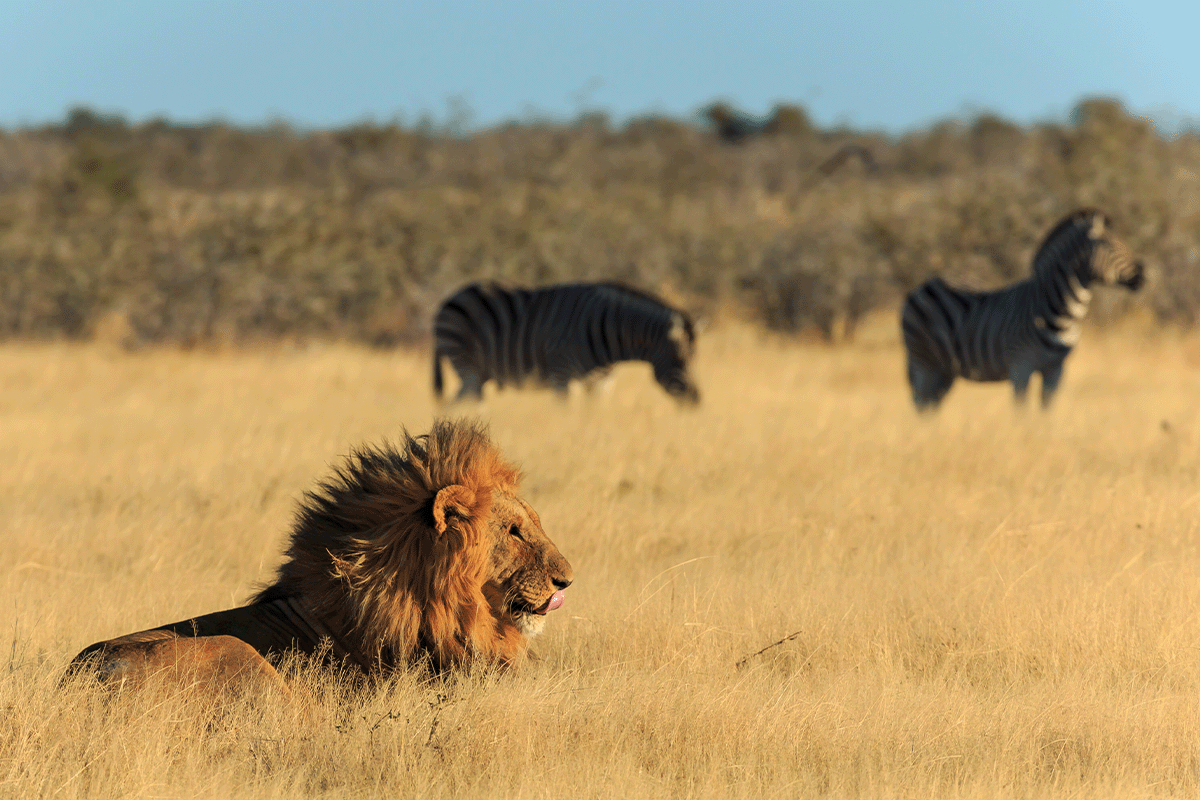 How biodiversity loss impacts ecosystems and what we can do to help_African landscape with a resting lion and zebras in a background_visual 5