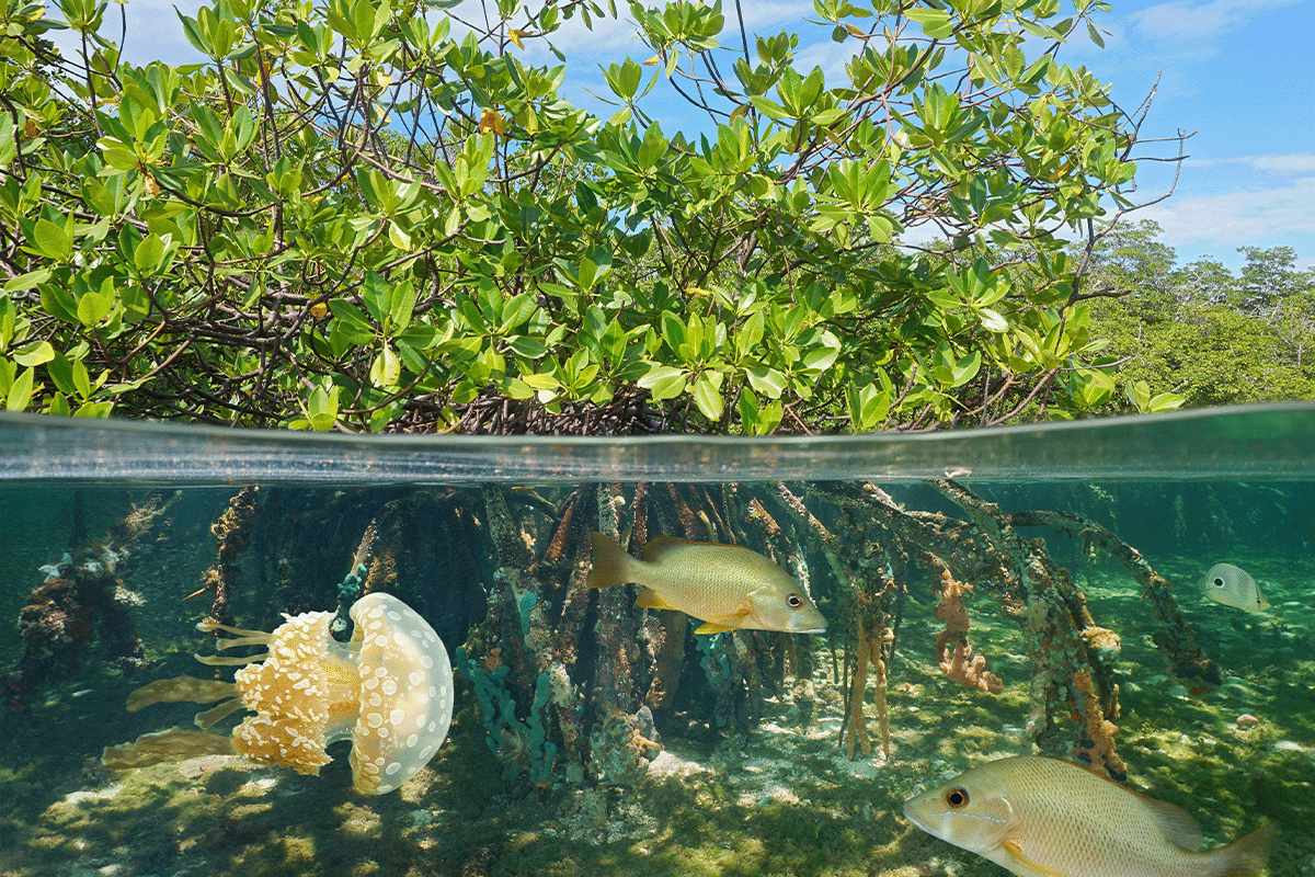 How biodiversity loss impacts ecosystems and what we can do to help_View on a mangroves, Caribbean Sea_visual 4