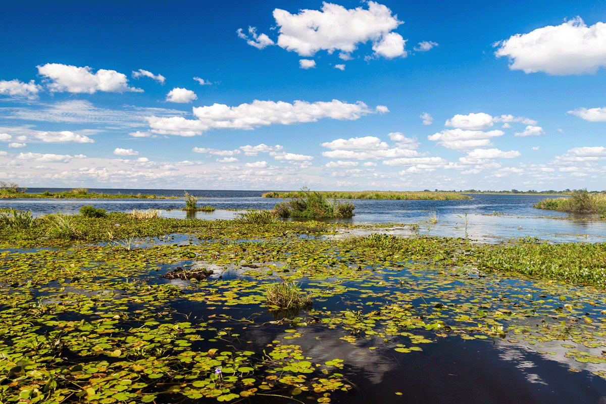 How biodiversity loss impacts ecosystems and what we can do to help_Wetlands in Nature Reserve Esteros del Ibera_visual 3