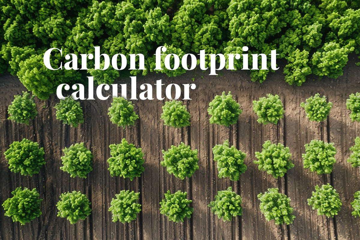 How to use DGB Groups carbon footprint calculator on your journey to net zero_Drone picture of a row of young trees_visual 1