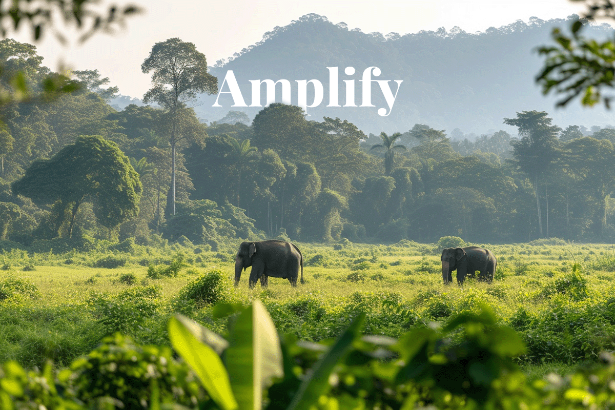 Indias fiscal plan to amplify eco-friendly projects_Wild elephants walking through Periyar National Park in India_visual 1