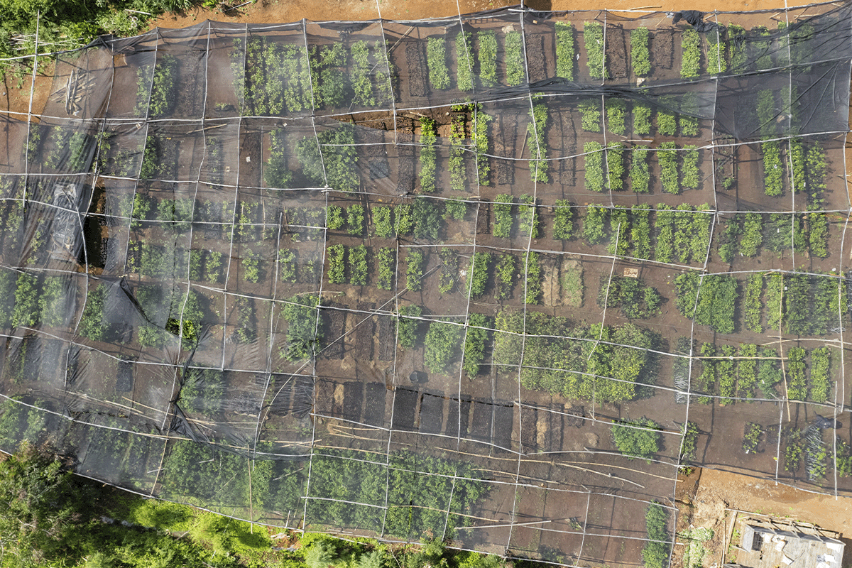 Irish companies driving positive environmental change_Drone picture of a tree nursery in Kenya_visual 7