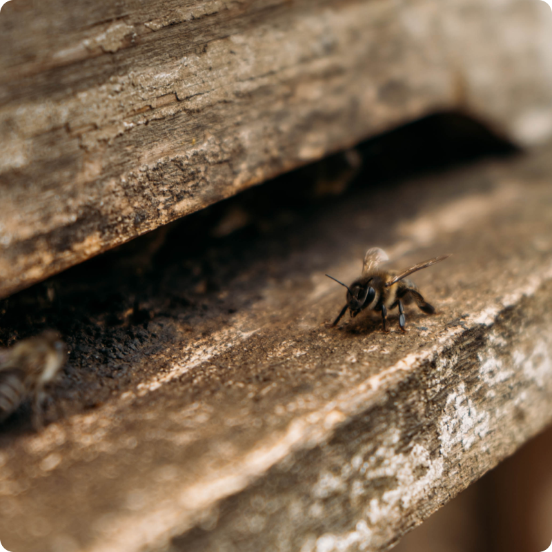 Kenya Honey Bees Project_gallery 10