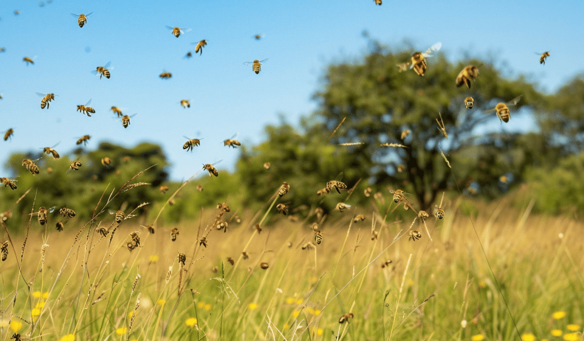 Kenya Honey Bees Project_saving our ecosystem