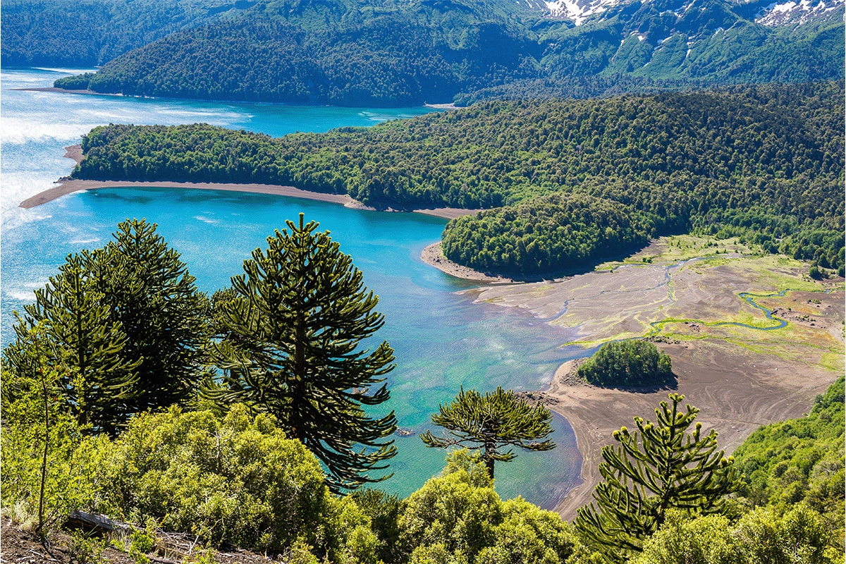 Key players in evolving carbon markets_Araucaria forest in Conguillio National Park in Chile_visual 6