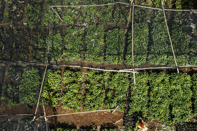 Leading German companies_ their carbon footprints and reporting practices_Aerial view of tree seedling nursery in Kenya_visual 6