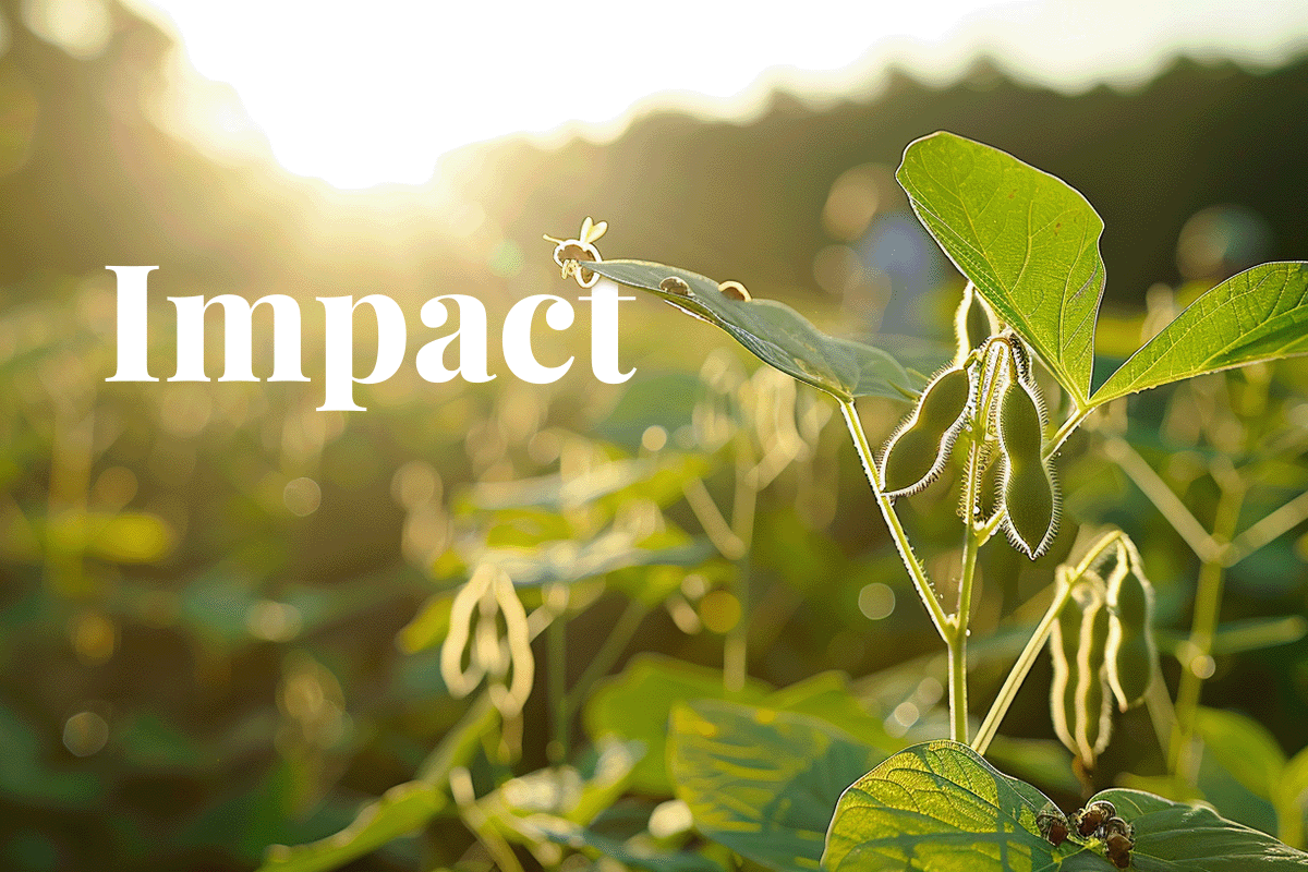 Lidl and WWF aim for sustainable supply chains in global biodiversity push_Close-up of soybeans, soybean plantation in the background_visual 1