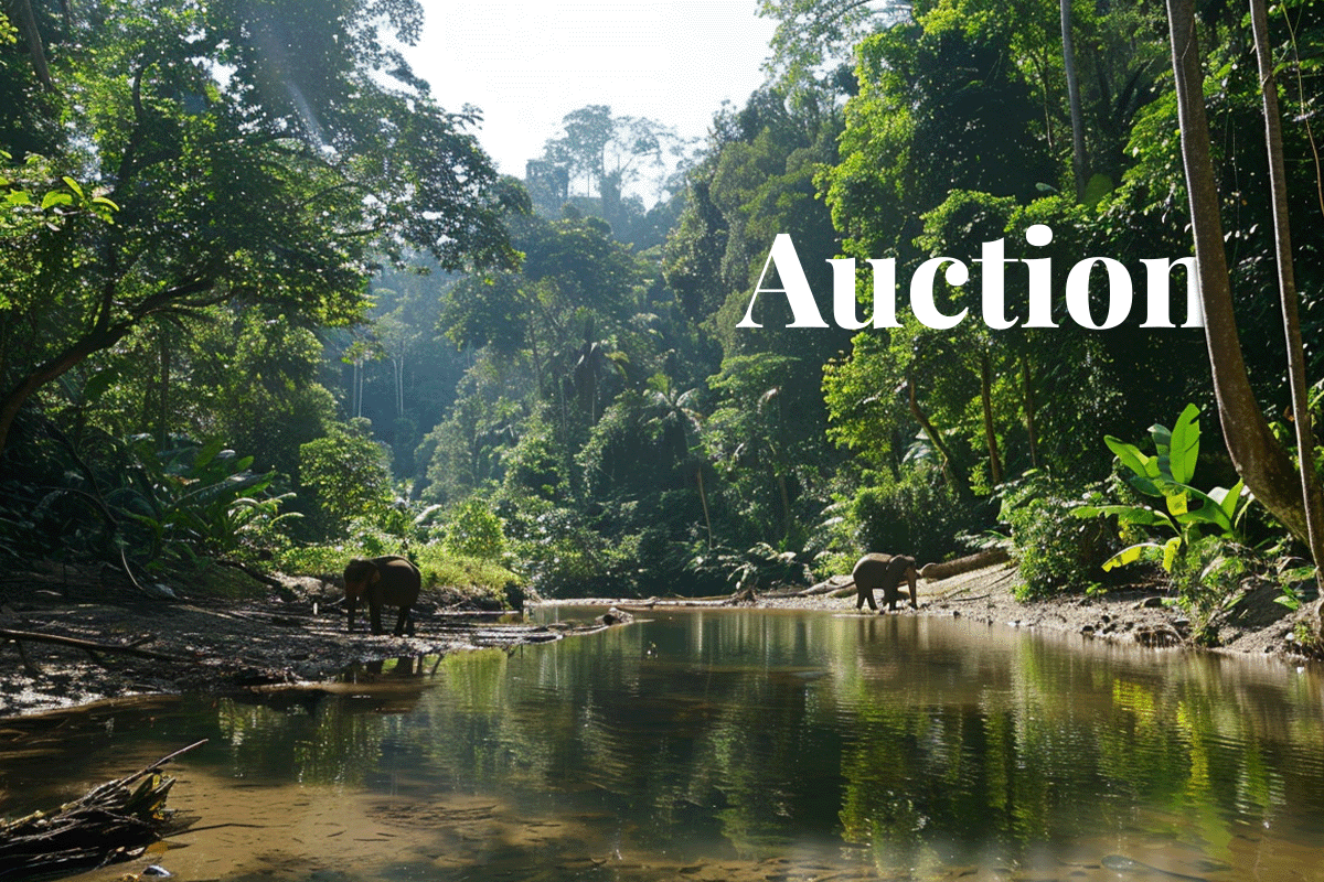 Malaysias first carbon credit auction_Nature of Kuamut Rainforest in Malaysia_visual 1