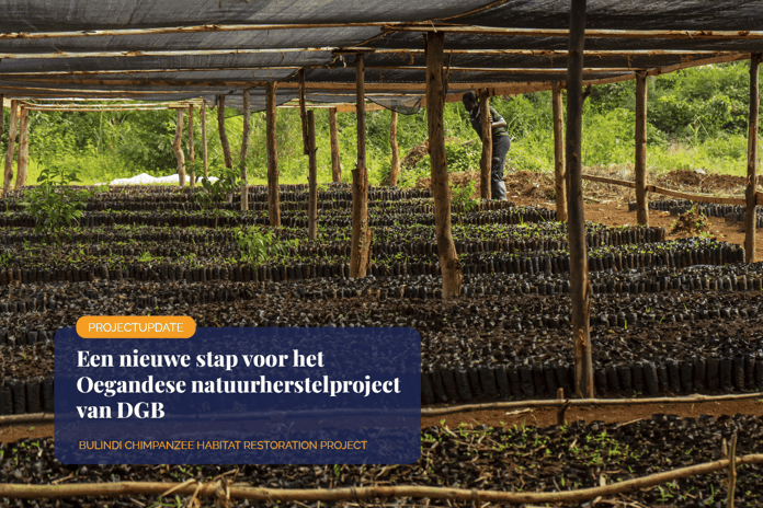 Marking a new chapter in DGB’s Uganda environmental restoration project_Seedlings nursery in Uganda_visual 1_NL