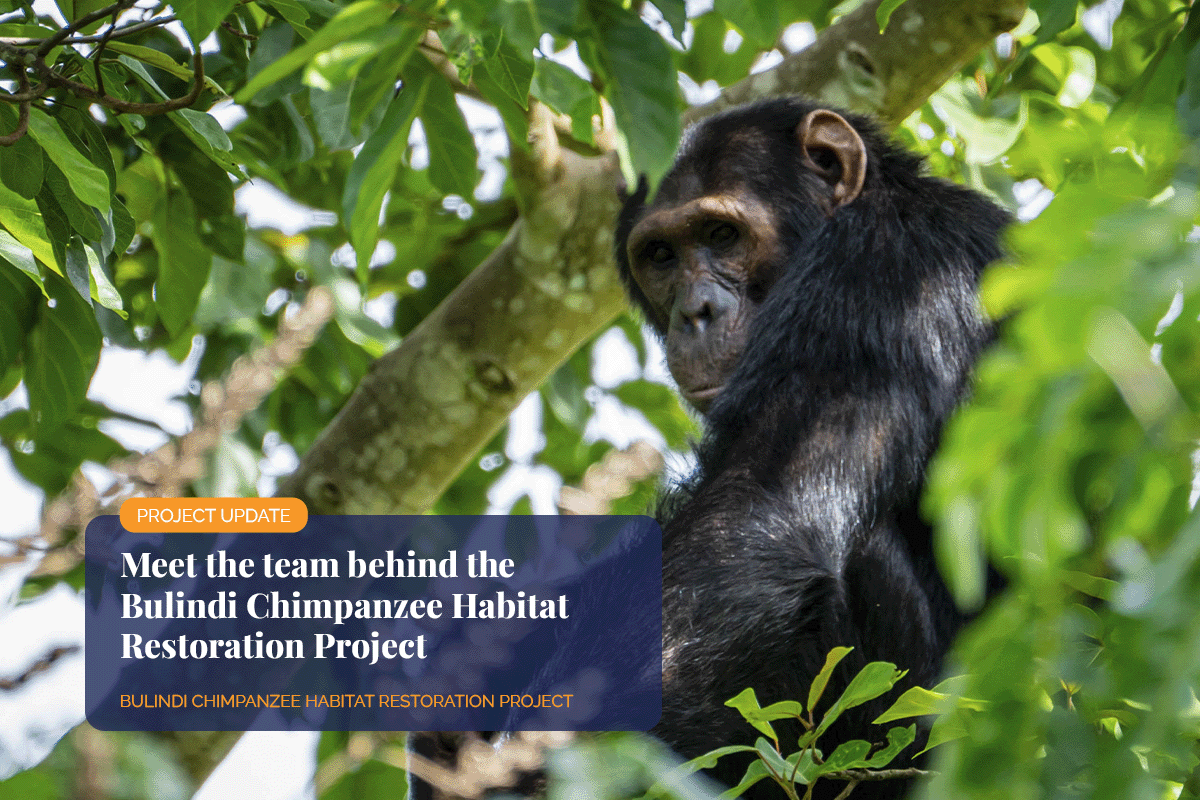 Meet the team behind the Bulindi Chimpanzee Habitat Restoration Project_Close-up of Bulindi Chimpanzee in its natural habitat_visual 1