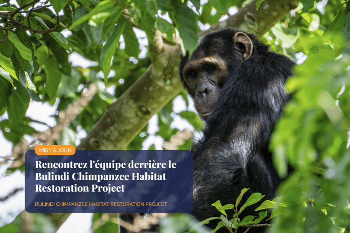 Meet the team behind the Bulindi Chimpanzee Habitat Restoration Project_Close-up of Bulindi Chimpanzee in its natural habitat_visual 1_FR