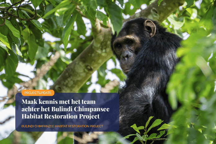 Meet the team behind the Bulindi Chimpanzee Habitat Restoration Project_Close-up of Bulindi Chimpanzee in its natural habitat_visual 1_NL