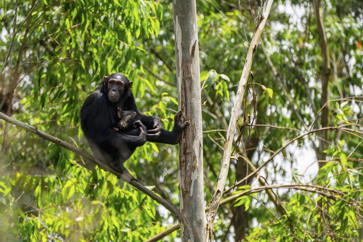 Meet the team behind the Bulindi Chimpanzee Habitat Restoration Project_Female chimpanzee with her baby sitting on a tree_visual 7