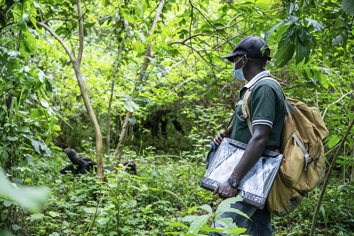 Meet the team behind the Bulindi Chimpanzee Habitat Restoration Project_Johnmary during a chimpanzee research in a forest_visual 5