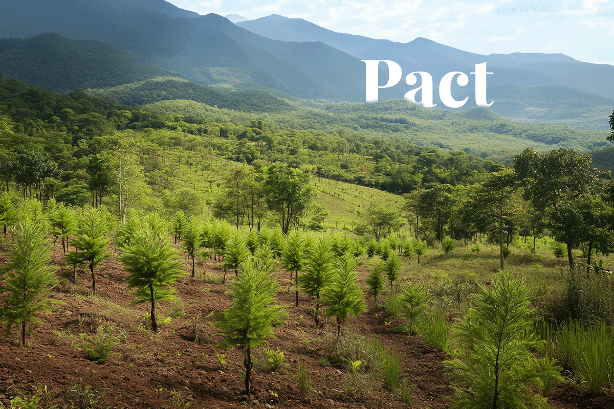 Meta strikes $16m carbon credit deal in Latin America_Newly planted trees as a part of reforestation project in Guarapuava, Latin America_visual 1