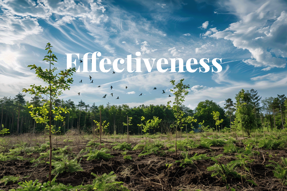 Nature-based interventions outshine engineering solutions in cost and effectiveness_Newly planted trees, deciduous forest area that has been damaged by a hurricane in the background_visual 1