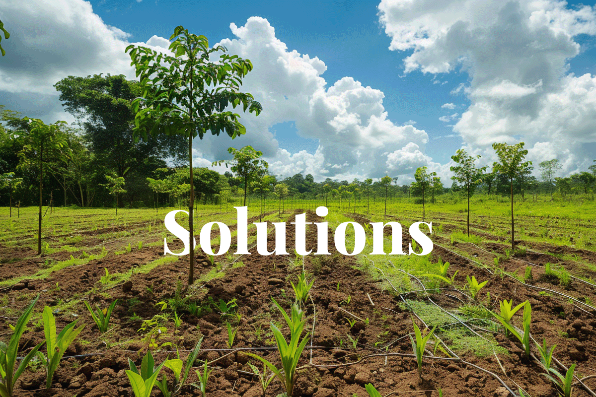 Nature-based solutions to combat Amazon deforestation_Amazon regenerative agriculture landscape_visual 1