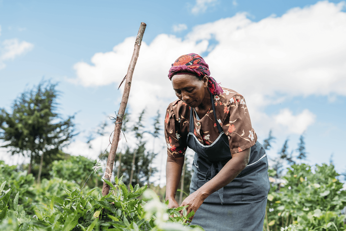 Net zero_A woman checking the condition of a seedlings during audit of the Afforestation and Cookstove projects in Kenya_visual 3