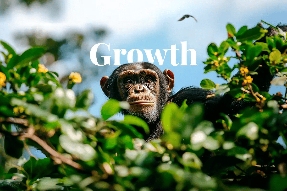 New report urges scale-up of carbon removal in voluntary market_ Bulindi chimpanzee sitting among lush, biodiversity-rich trees in the heart of an African forest_featured