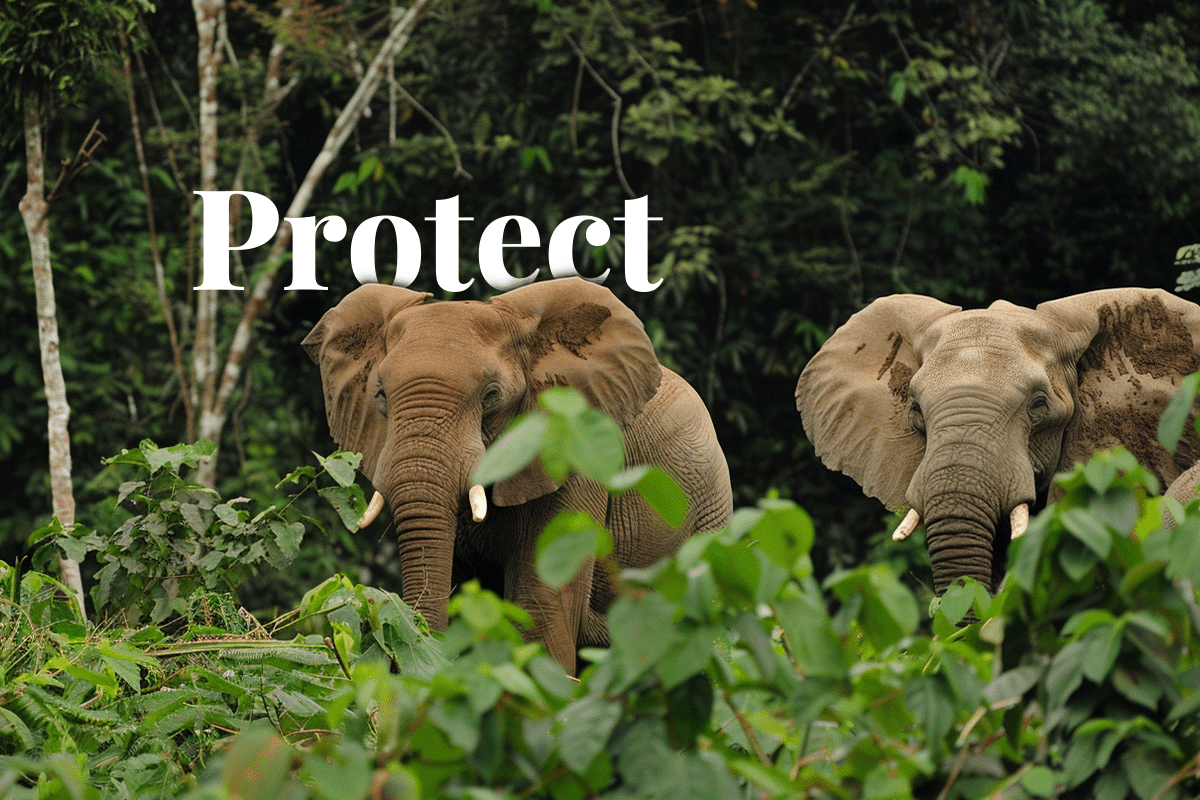 Nigeria’s national action plan to protect elephants and biodiversity_Two elephants roaming the diverse forests of Nigeria_visual 1