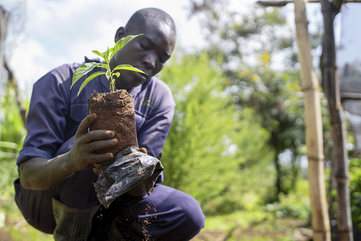 Overcoming sustainability challenges  practical solutions for your business_Close-up of a DGM team member planting a tree seedling_visual 7