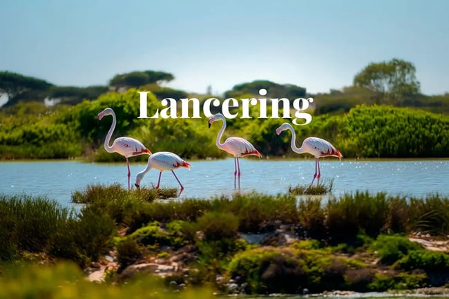 Portugal launches portal to kickstart domestic VCM_ Flamingos wading in the serene waters of Ria Formosa Natural Park, Portugal_visual 1 NL