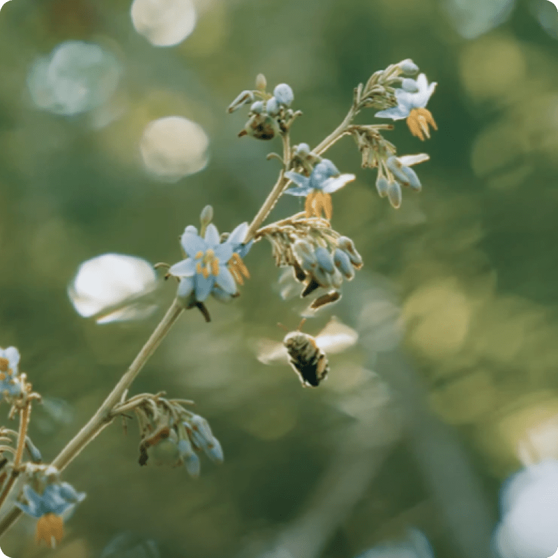 Queensland Biodiversity Pilot Project_gallery 3-min