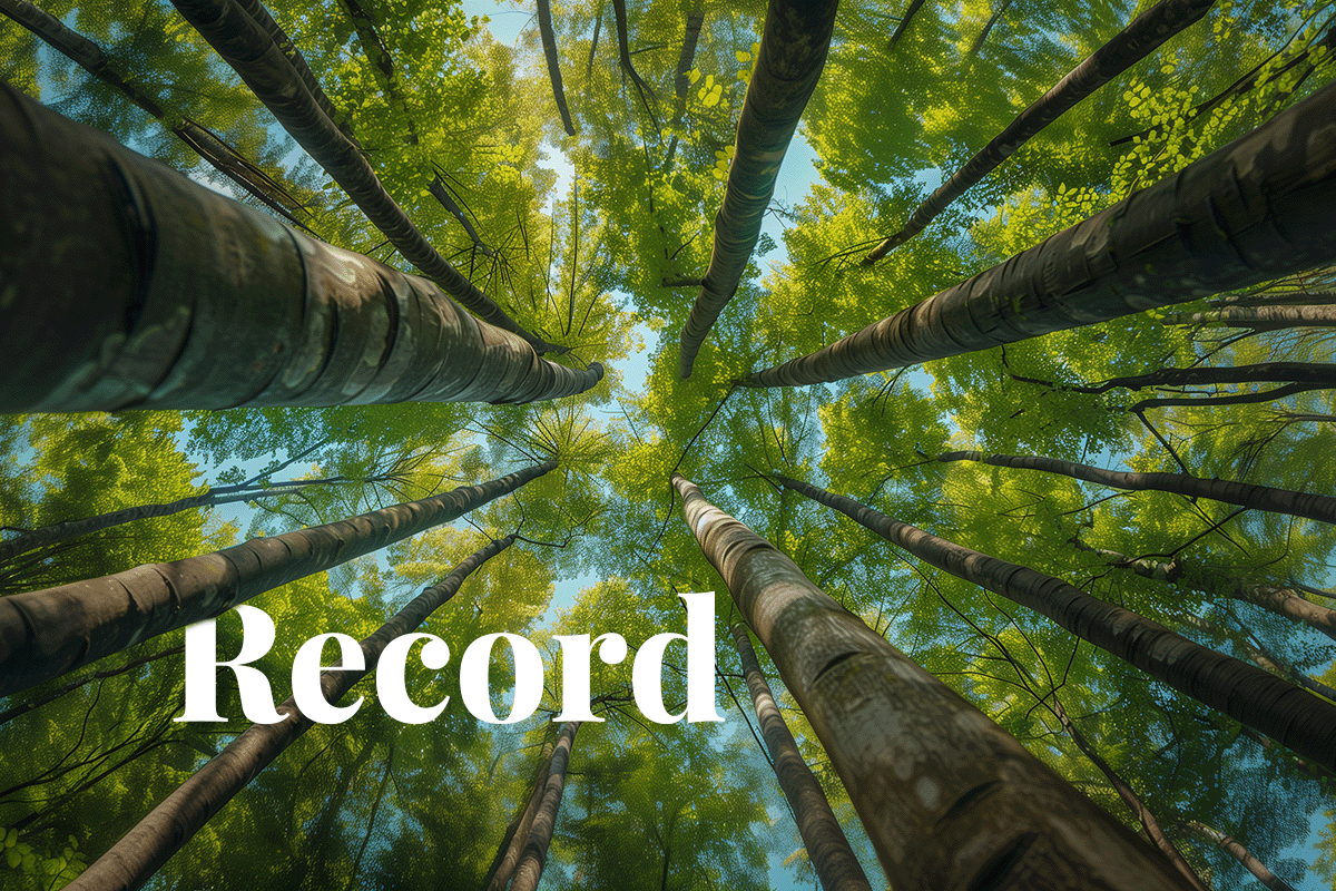 Record trades on Xpansiv CBL platform highlight carbon market growth_View from below of tall, leafy trees in a forest_visual 1