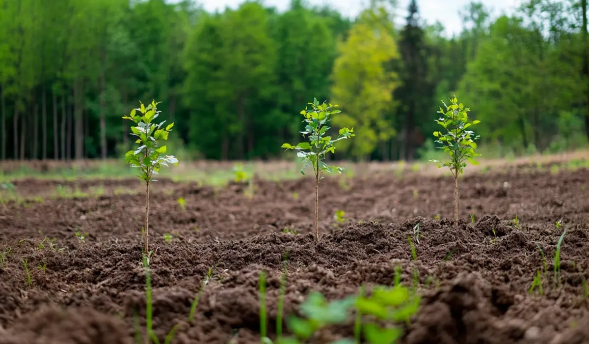 Revised Verra module boosts integrity in deforestation auditing_Young deciduous trees growing in the foreground, with a cleared deciduous forest in the background_featured